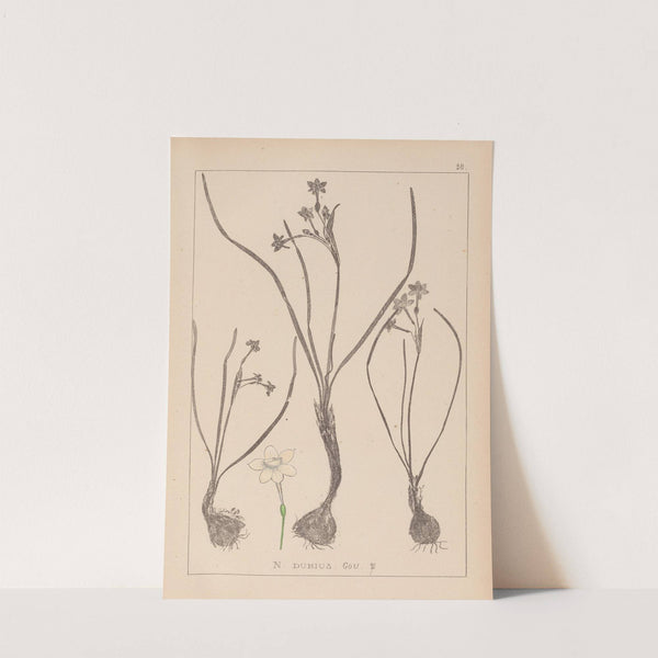 Herbier de la flore française Pl.0974 by Louis Antoine Cusin