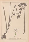 Herbier de la flore française Pl.0975