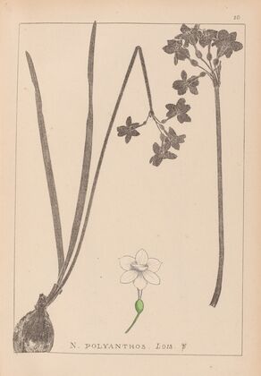 Herbier de la flore française Pl.0975