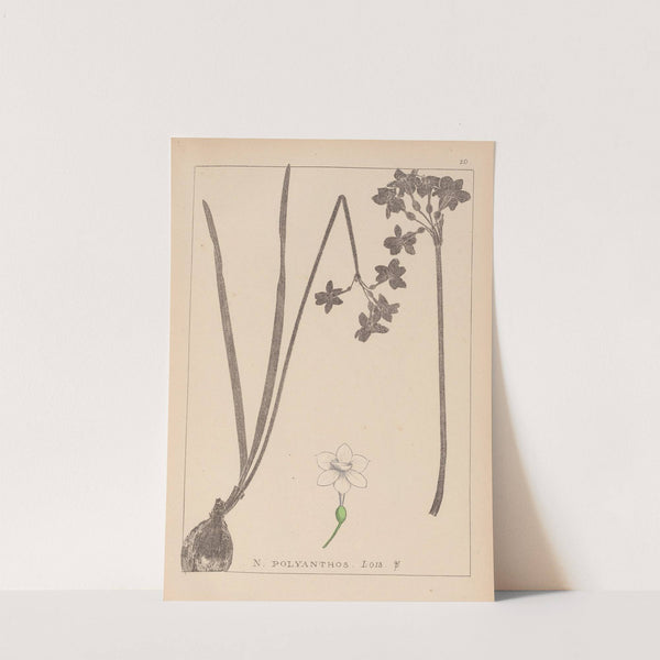 Herbier de la flore française Pl.0975 by Louis Antoine Cusin