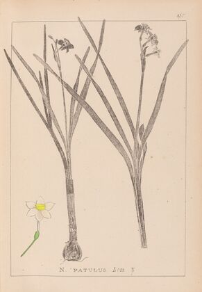Herbier de la flore française Pl.0976
