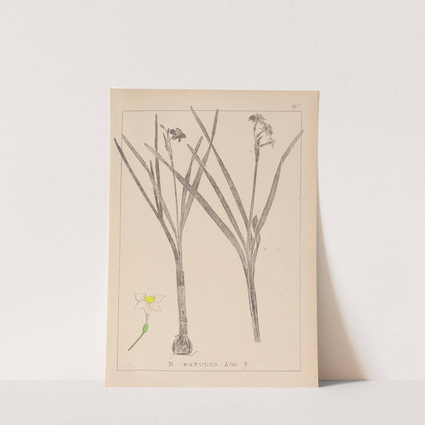 Herbier de la flore française Pl.0976 by Louis Antoine Cusin