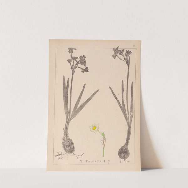 Herbier de la flore française Pl.0977 by Louis Antoine Cusin