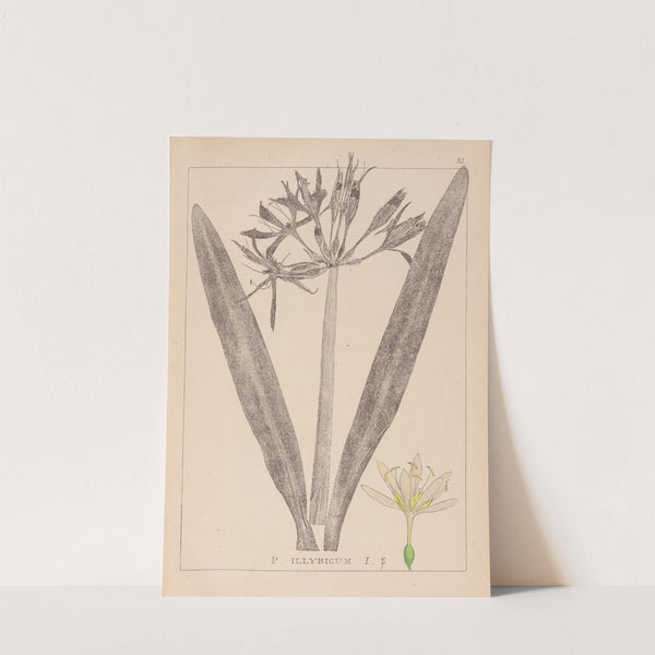 Herbier de la flore française Pl.0980 by Louis Antoine Cusin