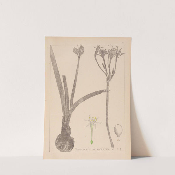 Herbier de la flore française Pl.0981 by Louis Antoine Cusin