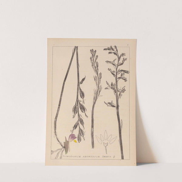 Herbier de la flore française Pl.0982 by Louis Antoine Cusin