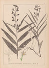 Herbier de la flore française Pl.0983