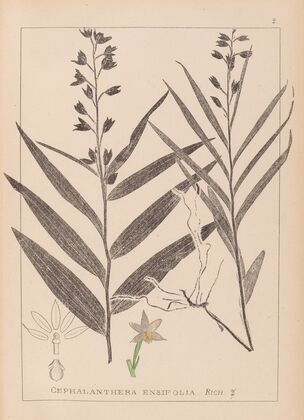 Herbier de la flore française Pl.0983