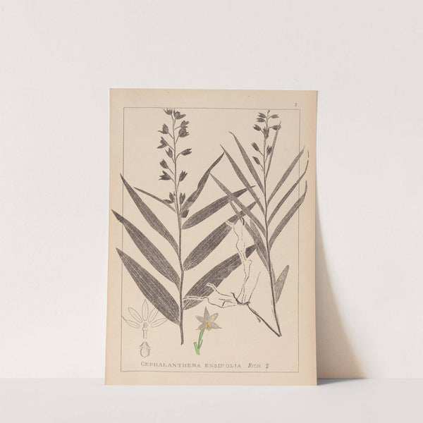 Herbier de la flore française Pl.0983 by Louis Antoine Cusin