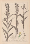 Herbier de la flore française Pl.0984