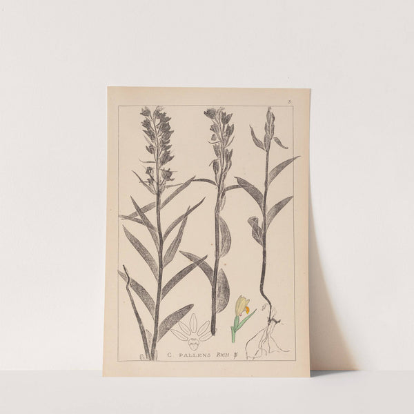 Herbier de la flore française Pl.0984 by Louis Antoine Cusin