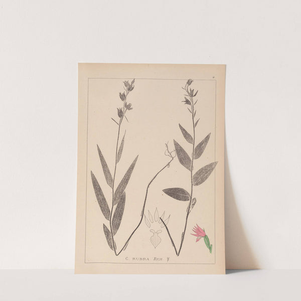 Herbier de la flore française Pl.0985 by Louis Antoine Cusin