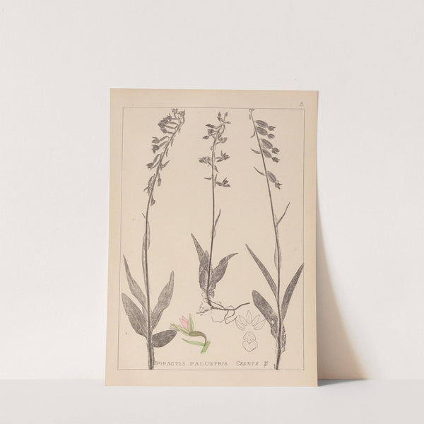 Herbier de la flore française Pl.0986 by Louis Antoine Cusin