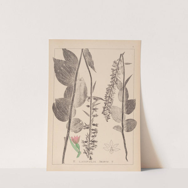 Herbier de la flore française Pl.0987 by Louis Antoine Cusin