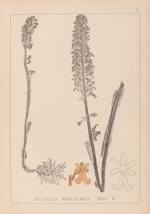 Herbier de la flore française Pl.0990