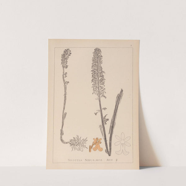 Herbier de la flore française Pl.0990 by Louis Antoine Cusin