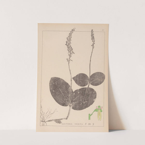 Herbier de la flore française Pl.0991 by Louis Antoine Cusin