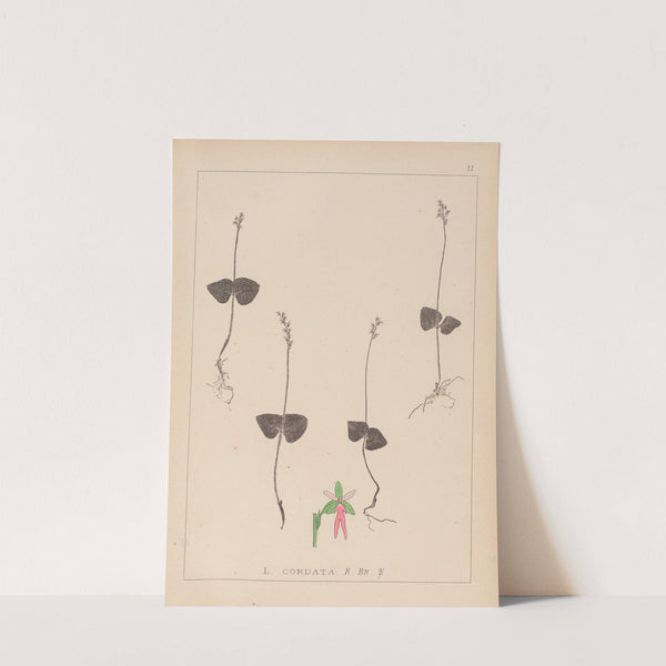 Herbier de la flore française Pl.0992 by Louis Antoine Cusin