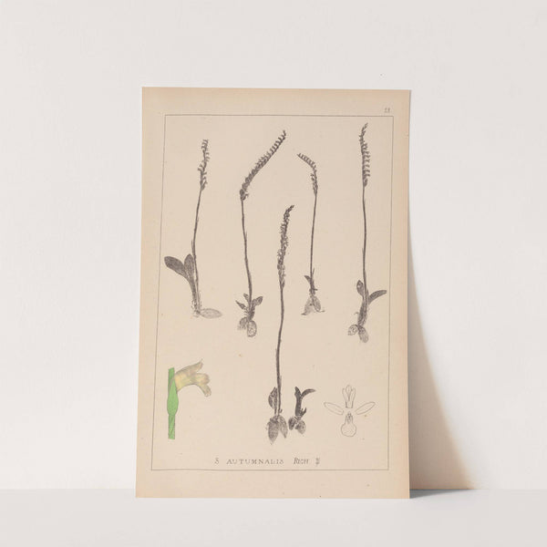 Herbier de la flore française Pl.0994 by Louis Antoine Cusin