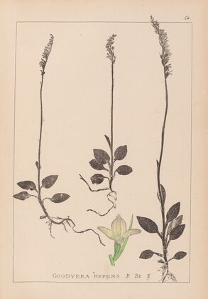 Herbier de la flore française Pl.0995