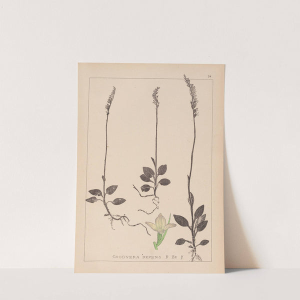 Herbier de la flore française Pl.0995 by Louis Antoine Cusin