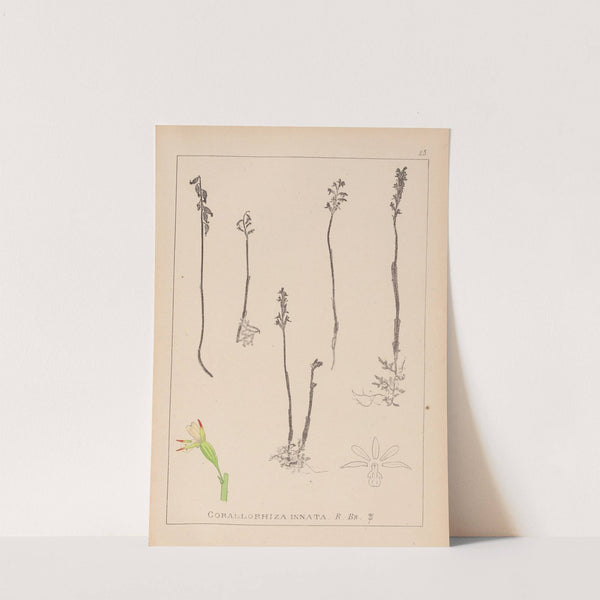 Herbier de la flore française Pl.0996 by Louis Antoine Cusin