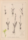 Herbier de la flore française Pl.0997