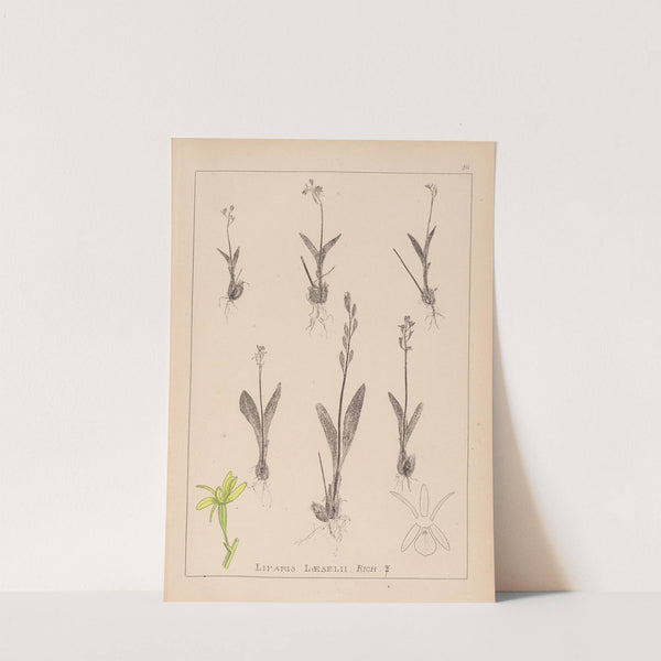 Herbier de la flore française Pl.0997 by Louis Antoine Cusin