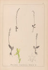 Herbier de la flore française Pl.0998