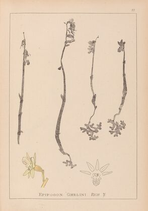 Herbier de la flore française Pl.0999