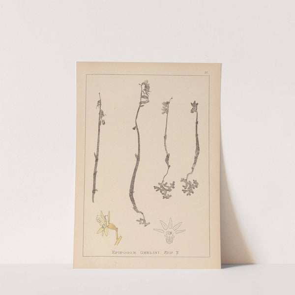 Herbier de la flore française Pl.0999 by Louis Antoine Cusin