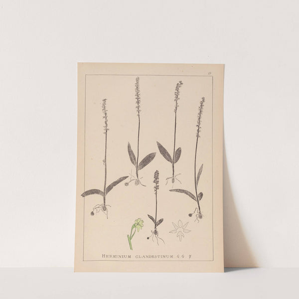 Herbier de la flore française Pl.1000 by Louis Antoine Cusin