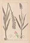Herbier de la flore française Pl.1002