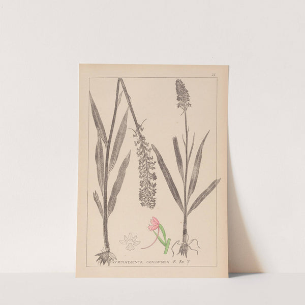 Herbier de la flore française Pl.1002 by Louis Antoine Cusin