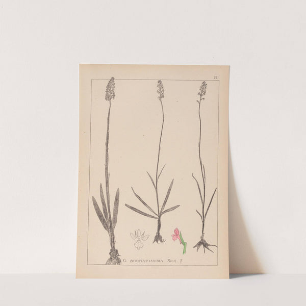 Herbier de la flore française Pl.1003 by Louis Antoine Cusin