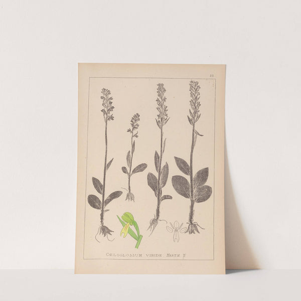 Herbier de la flore française Pl.1004 by Louis Antoine Cusin