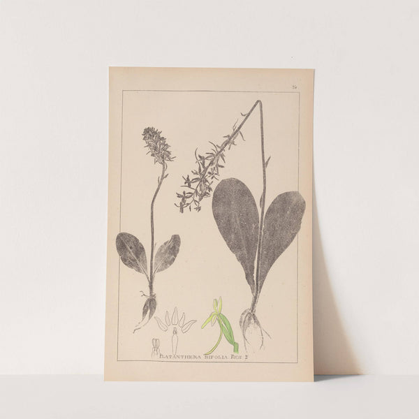 Herbier de la flore française Pl.1005 by Louis Antoine Cusin