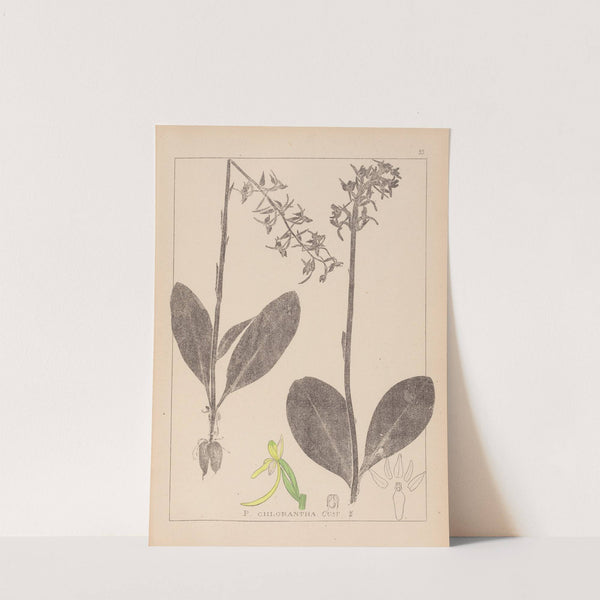 Herbier de la flore française Pl.1006 by Louis Antoine Cusin