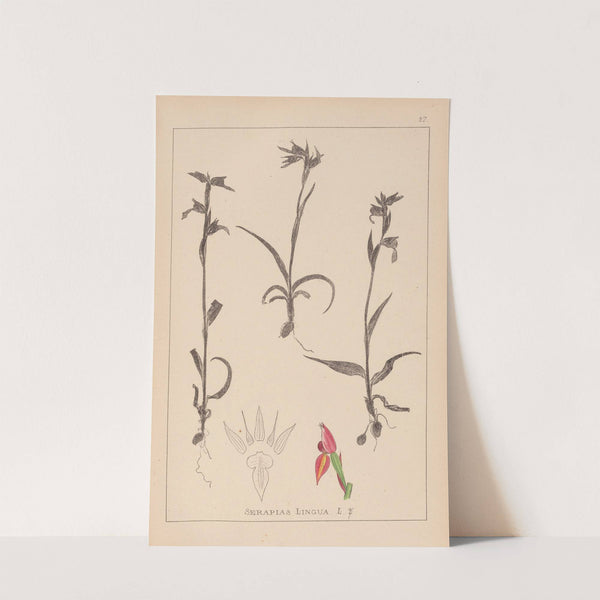 Herbier de la flore française Pl.1008 by Louis Antoine Cusin