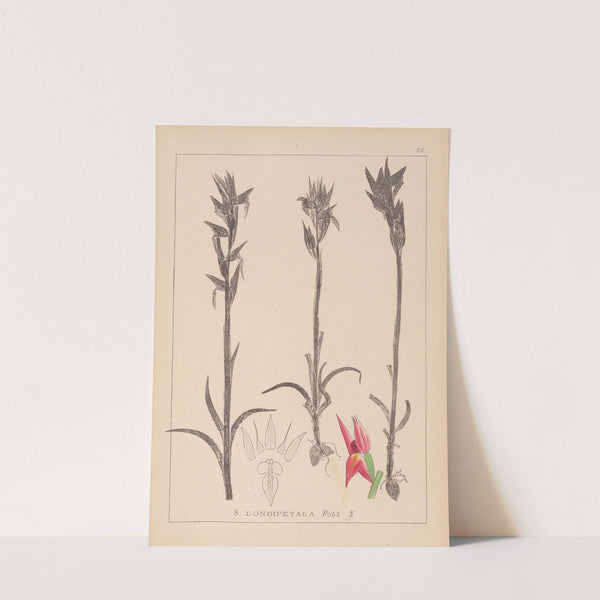 Herbier de la flore française Pl.1009 by Louis Antoine Cusin