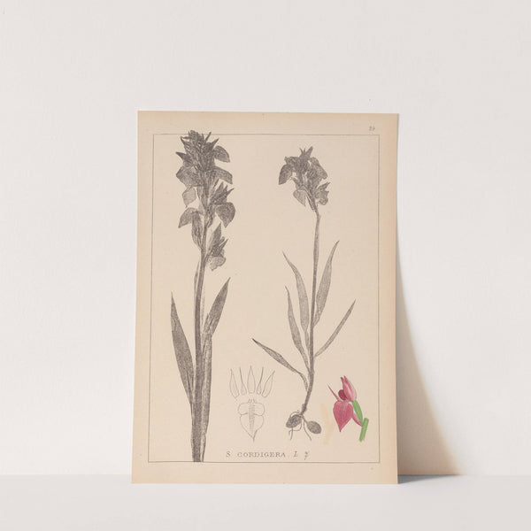 Herbier de la flore française Pl.1010 by Louis Antoine Cusin