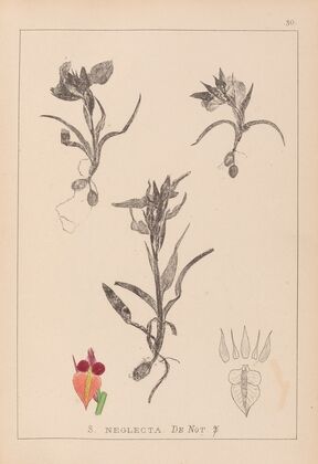 Herbier de la flore française Pl.1011