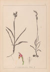Herbier de la flore française Pl.1012