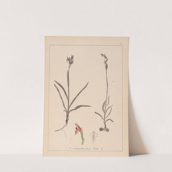 Herbier de la flore française Pl.1012 by Louis Antoine Cusin