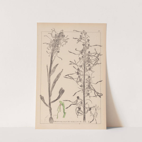 Herbier de la flore française Pl.1016 by Louis Antoine Cusin