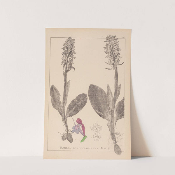 Herbier de la flore française Pl.1017 by Louis Antoine Cusin