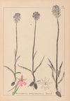 Herbier de la flore française Pl.1018