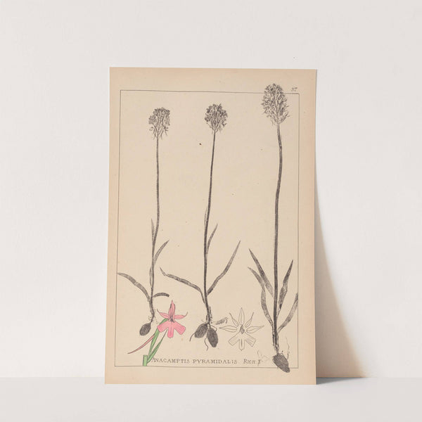 Herbier de la flore française Pl.1018 by Louis Antoine Cusin