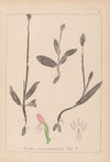Herbier de la flore française Pl.1019