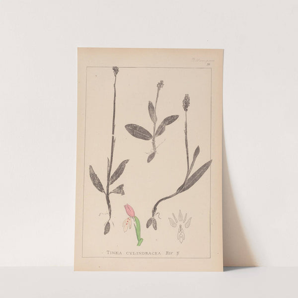 Herbier de la flore française Pl.1019 (1867-1876) by Louis Antoine Cusin